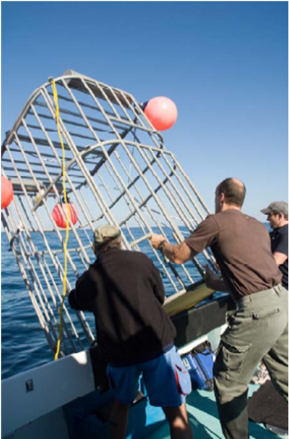 Shark Cage Diving USA